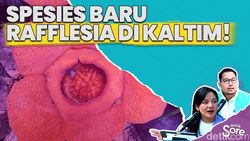 Video: Misteri 40 Tahun Terpecahkan, BRIN Identifikasi Rafflesia Spesies Baru di Kaltim
