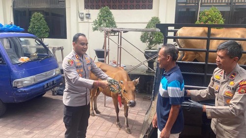 Kapolres Karangasem, AKBP I Made Santika, menunjukan sapi yang sempat dicuri dan dikembalikan ke pemilik aslinya, Jumat (12/6/2026). )(Foto: I Wayan Selamat Juniasa/detikBali)