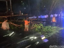 Hujan Angin Tumbangkan Pohon 7 Meter di Kobar, BPBD Imbau Warga Waspada