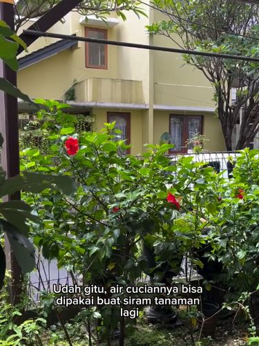Tanpa deterjen kimia, wanita ini olah sampah buah jadi eco enzym untuk bisnis laundry. Formula nabati ini bikin air sisa cucian aman dipakai siram tanaman. Tanpa deterjen kimia, wanita ini olah sampah buah jadi eco enzym untuk bisnis laundry. Formula nabati ini bikin air sisa cucian aman dipakai siram tanaman.