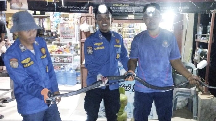 Seekor king kobra sepanjang 2 meter ditemukan di kios di Sidrap, Sulsel.