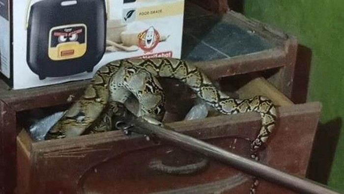 Ular sanca bersembunyi di meja dapur warga Seruyan Kalteng.