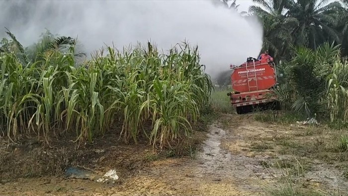 Cegah gagal panen, polisi semprot 12 hektare lahan jagung di Pangkalan Kuras, Pelalawan, Riau dengan mobil damkar, Jumat (12/6/2026).
