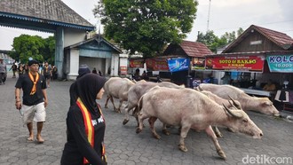 5 Kebo Bule Dilepas Keraton Solo Jelang Kirab Malam Satu Suro