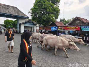 5 Kebo Bule Dilepas Keraton Solo Jelang Kirab Malam Satu Suro
