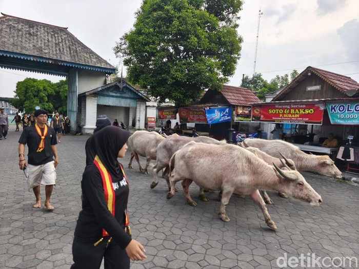 Lima ekor kebo bule saat dilepas dari kandangnya di kawasan Alun-alun Kidul Keraton Solo, Sabtu (13/6/2026).