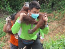 BKSDA: Hampir 70 Persen Konflik Orang Utan Kaltim Terjadi di Keraitan