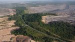 Ruang Sempit di Tengah Tambang & Sawit: Potret Fragmentasi Habitat Orangutan