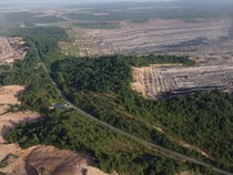 Akademisi Unmul Ungkap Orang Utan Dapat Bertahan Hidup di Habitat Sempit