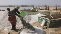 Pekerja mengangkut garam hasil panen menggunakan perahu di Danau Retba. Proses tradisional ini masih dipertahankan dan menjadi bagian dari kehidupan ekonomi masyarakat setempat. REUTERS/Raghed Waked  