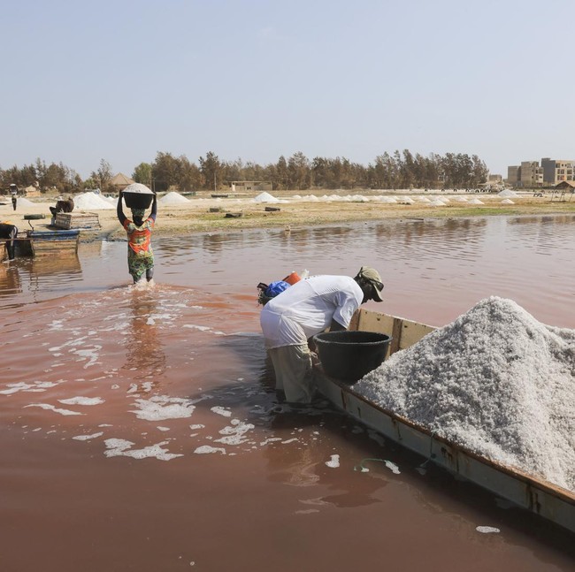 Mengais Emas Putih dari Danau Pink Ikonik