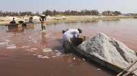 Pekerja mengumpulkan garam dari perairan Danau Retba atau Danau Pink di dekat Dakar, Senegal. Danau ini dikenal sebagai salah satu penghasil garam tradisional sekaligus destinasi wisata ikonik. REUTERS/Raghed Waked