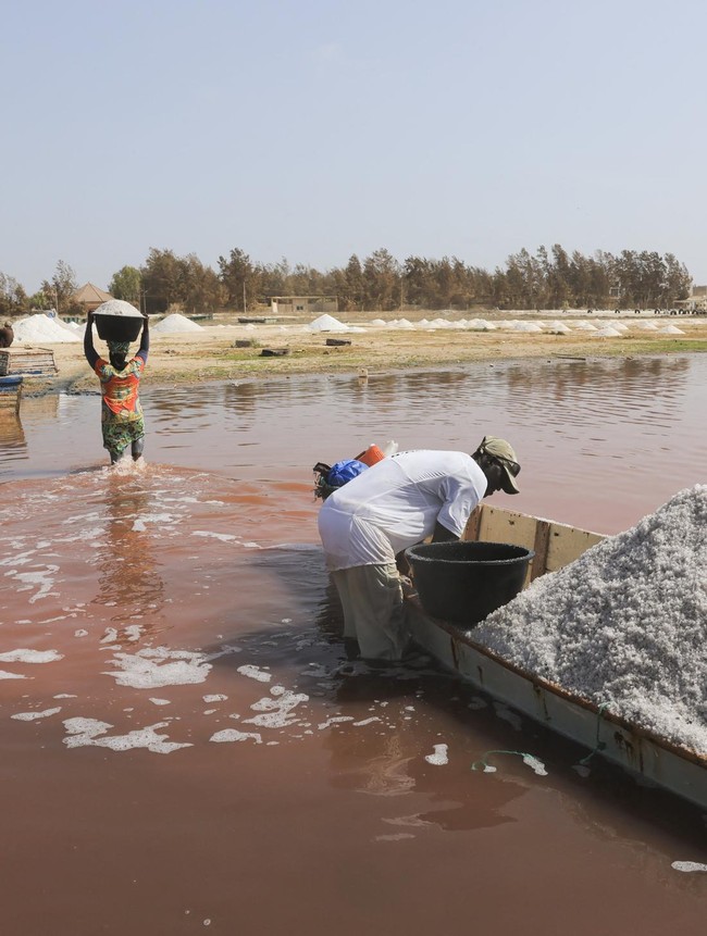 Mengais Emas Putih dari Danau Pink Ikonik