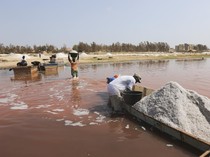 Mengais Emas Putih dari Danau Pink Ikonik