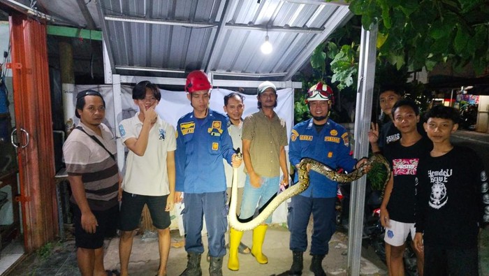 Ular piton 2 meter ngumpet di warung ayam goreng Semarang, Minggu (14/6/2026).