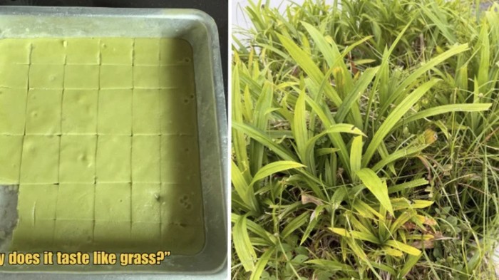 Viral Kue Pandan Rasa Rumput, Semua Gara-gara Salah Petik Daun!