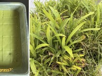 Viral Kue Pandan Rasa Rumput, Semua Gara-gara Salah Petik Daun!