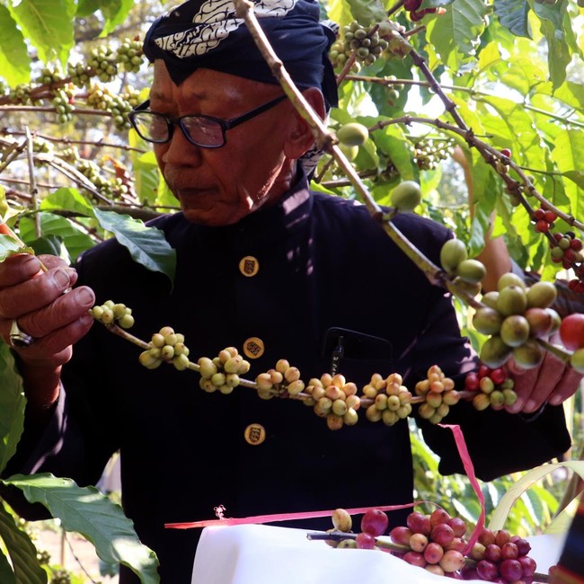 Warisan Budaya Perkebunan dalam Prosesi Temanten Kopi