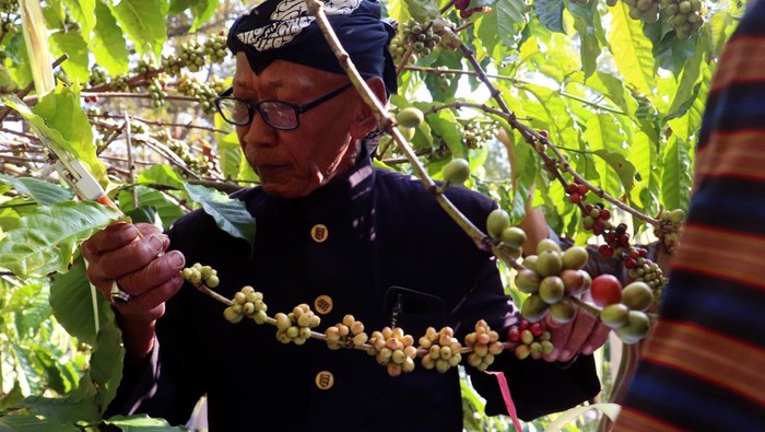 Pemuka adat menuntun sepasang muda mudi pembawa biji kopi lanang (laki-laki) dan wadon (perempuan) yang sudah dikawinkan saat tradisi upacara temanten kopi di perkebunan Kopi De Karanganjar, Blitar, Jawa Timur, Minggu (14/6/2026). Tradisi Temanten Kopi merupakan ritual memilih dan memetik kopi lanang dan wadon terbaik yang kemudian digiling bersamaan sebagai penanda masuknya musim panen dan giling biji kopi yang rutin dilakukan masyarakat perkebunan kopi lereng Gunung Kelud sebagai wujud rasa syukur atas hasil panen yang melimpah serta kualitas biji kopi yang baik. ANTARA FOTO/Irfan Anshori/kye