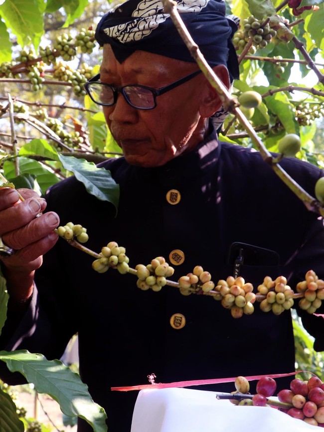 Warisan Budaya Perkebunan dalam Prosesi Temanten Kopi