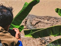 Sukabumi Sepekan: Buaya Muncul, Keranjang Langit Tabrakan