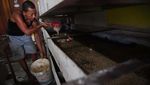 Budidaya Magot Ubah Limbah Organik Jadi Pakan Bernilai Ekonomi