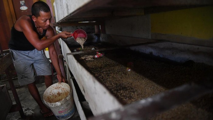 Peternak menunjukkan magot di tempat budidaya Magot BSF Cak Gondrong, Balikpapan, Kalimantan Timur, Senin (15/6/2026).  Menurut peternak, mereka dapat menghasilkan 50-80kg magot dengan memanfaatkan sampah organik dan limbah makanan kemasan kadaluwarsa sebagai makanan utama yang kemudian dijual dengan harga Rp15-20ribu per kg untuk pakan ternak dengan nilai protein tinggi. ANTARA FOTO/Angga Palguna/bar
