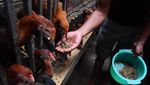Budidaya Magot Ubah Limbah Organik Jadi Pakan Bernilai Ekonomi