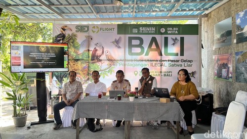 Diskusi Bali: Antara Rute Utama dan Pasar Gelap Perdagangan Ilegal Satwa Liar di Kubu Kopi, Denpasar, Senin (15/6/2026). (Foto: Rizki Setyo/detikBali)