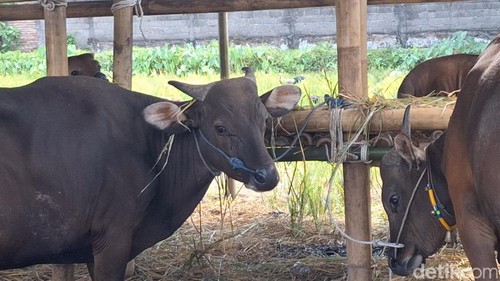 Ilustrasi sapi di Mataram, Nusa Tenggara Barat (NTB).