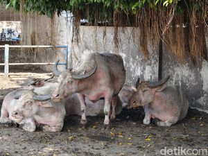 Birahi Jelang Kirab 1 Suro, Tiga Kebo Bule Keraton Solo Berpotensi Absen