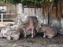 Lagi Birahi, 3 Kebo Bule Keraton Solo Terancam Batal Ikut Kirab Malam 1 Suro