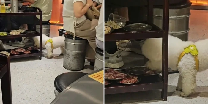 Makanan di restoran dimakan anjing