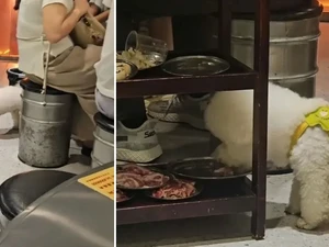 Viral Anjing Lahap Daging BBQ Pelanggan, Restoran Langsung Tutup Sehari