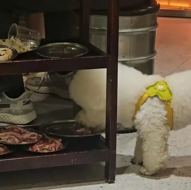Viral Anjing Lahap Daging BBQ Pelanggan, Restoran Langsung Tutup Sehari