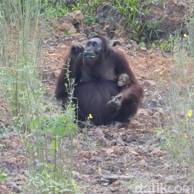 Ruang Sempit di Tengah Tambang & Sawit: Potret Fragmentasi Habitat Orangutan
