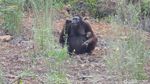 Ruang Sempit di Tengah Tambang & Sawit: Potret Fragmentasi Habitat Orangutan