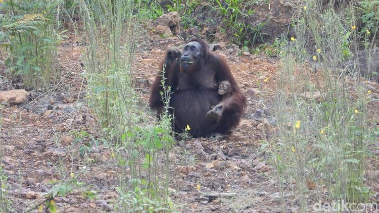 Ruang Sempit di Tengah Tambang & Sawit: Potret Fragmentasi Habitat Orangutan