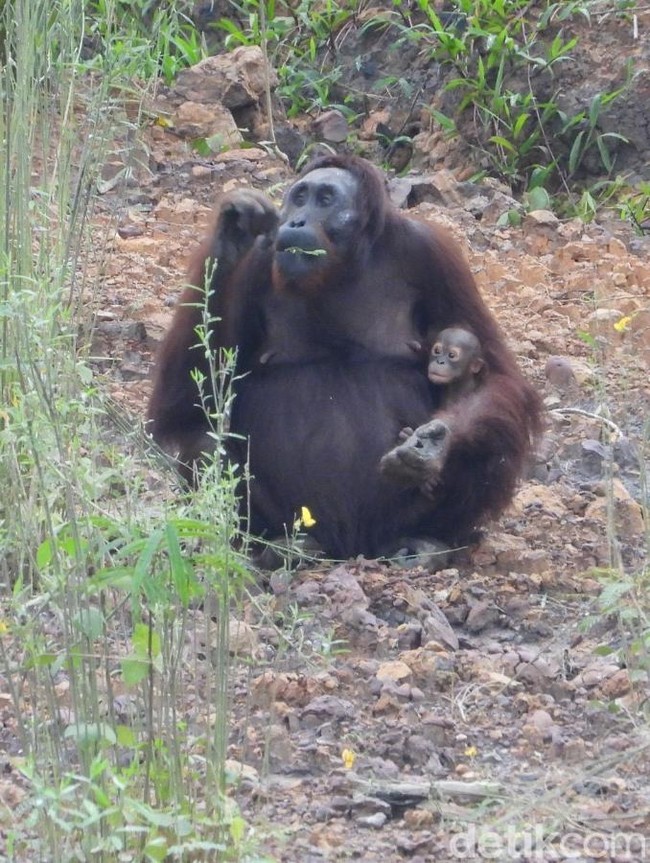 Ruang Sempit di Tengah Tambang & Sawit: Potret Fragmentasi Habitat Orangutan