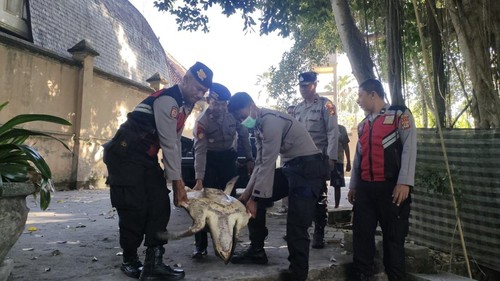 Penyu lekang dievakuasi polisi dari saluran Subak Umadewa, Jalan Kurusetra, Banjar Gelgel, Desa Keramas, Kecamatan Blahbatuh, Gianyar, Senin (15/6/2026). (Dok Polres Gianyar)