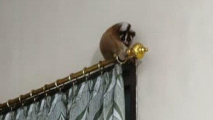 Petugas Damkar Ciamis sedang mengevakuasi Kukang Jawa yang bertengger di atas gorden rumah.