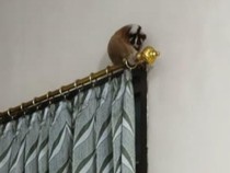 Momen Tak Terduga, Kukang Bertengger di Gorden Rumah Warga Ciamis