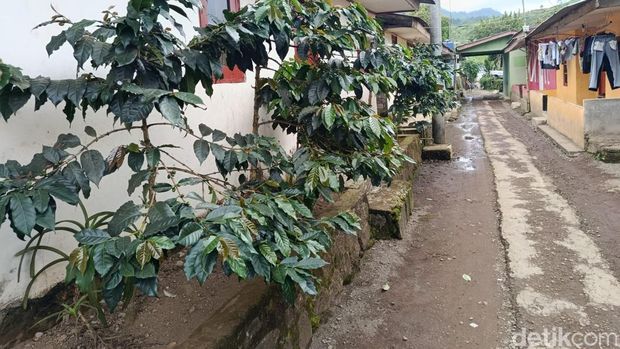 Pohon kopi tumbuh berdampingan dengan rumah warga Kampung Cibulao Pohon kopi tumbuh berdampingan dengan rumah warga Kampung Cibulao