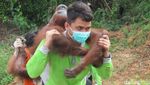 Ruang Sempit di Tengah Tambang & Sawit: Potret Fragmentasi Habitat Orangutan