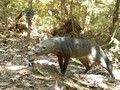 Misteri Anjing Hantu Amazon Terkuak Setelah 25 Tahun Penelitian