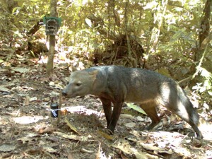 Misteri Anjing Hantu Amazon Terkuak Setelah 25 Tahun Penelitian