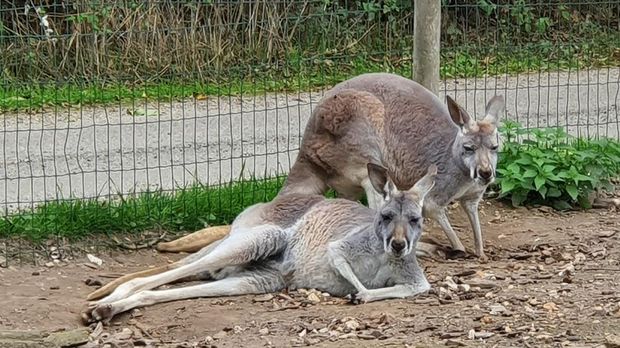 Caversham Wildlife Park di Perth
