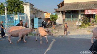 Kirab 1 Suro Keraton Solo Hanya Diikuti 3 Kebo Bule, Dua Lainnya Birahi