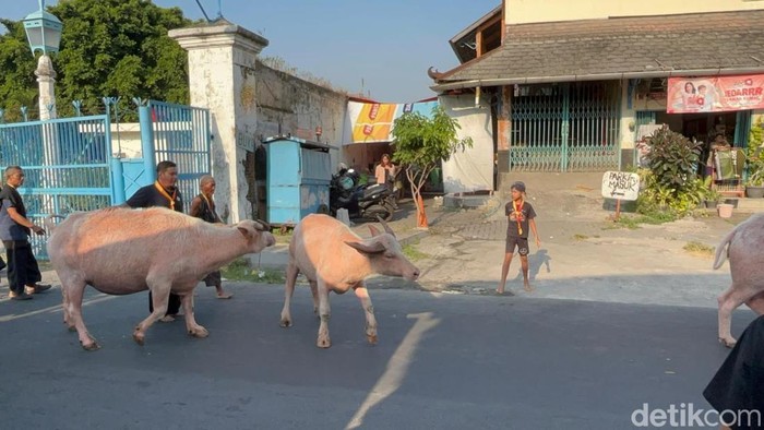 Dua ekor kebo bule yang tidak menjadi cucuk lampah karena masih masa birahi, Selasa (16/6/2026)