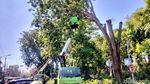 Hindari Jalan Gunungsari, Ada Perantingan di Taman Ronggolawe